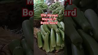 17th harvest mayumi f1 bottle gourd