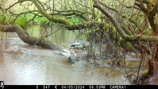 IMG 0052 Two J's Field Wildlife Camera Shots Set In Magical Cornwall.