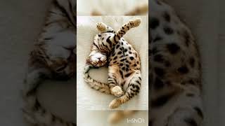 Cute Bengal Cats😻