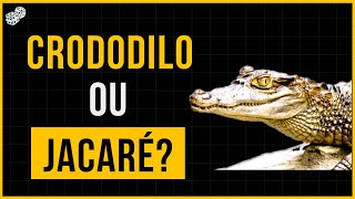 QUAL A DIFERENÇA ENTRE JACARÉ E CROCODILO?