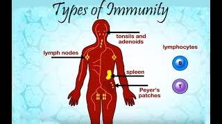 Types of immunity