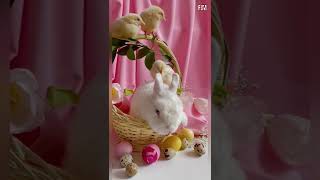 Frohe Ostern - Ostergrüße zum Versenden