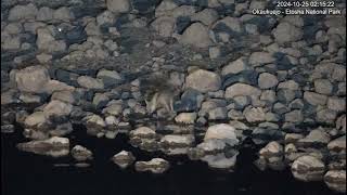 Cape Fox ( Vulpes Chama ) at Okaukuejo Resort Waterhole