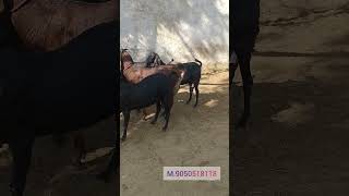 #beetalgoatfarming #totapuribakri #trendingshortsvideo #trending #barbarigoat #sojatbakra