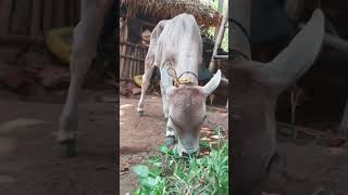 Calf || Small Calf || Cow 🐄🐮#shortvideos