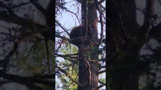 Big Cinnamon Black Bear Treed #shorts #hunting #buzzardbaitoutdoors #bear #outdoors #wildlife