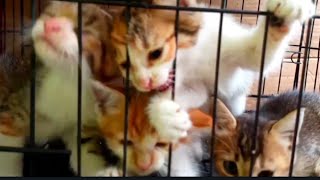 Begini kalo anak kucing  pengen mimi cucu/ video kucing lucu kompilasi