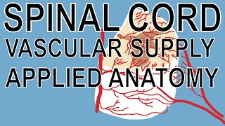 Spinal Cord: Vascular Supply and Applied Anatomy