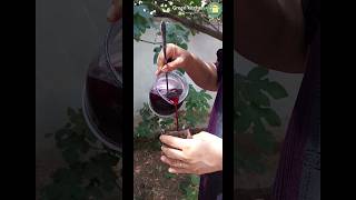 Blackberry syrup and jam training:The most delicious blackberry syrup and jam#food #asmr#nature