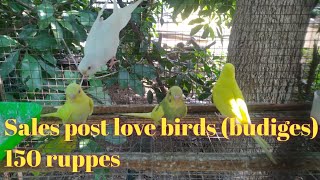 Sales post love birds(budiges) birds world Doddampalayam