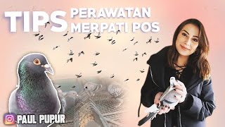 TIPS PERAWATAN MERPATI POS DIKANDANG BOX - KANDANG BREEDING