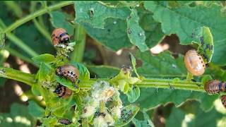 Stonka atakuje plantacje ziemniaków