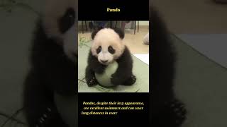 Adorable Panda Playtime: Unwilling to Share the Ball 🐼🏀