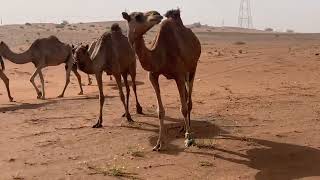 Grazing revitalise soil health and enrich the floral biodiversity - A camel day in the desert