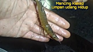 mancing ikan kakap putih