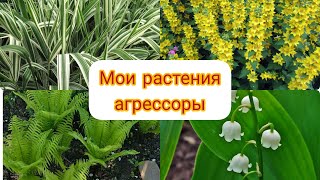 Мои растения агрессоры. Будьте осторожны сажая эти растения. Красавец Сумах и другие 🙂