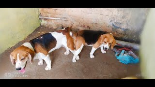 Dogs funny clip_Animals funny videos,funny moments