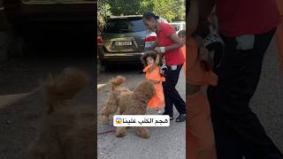 خافوا كتير 😭😭 #shortvideo #doglover #dog #viralvideo #explore #explorepage #ضحك