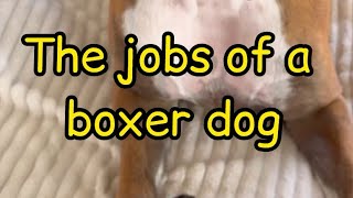 Boxer dog jobs!