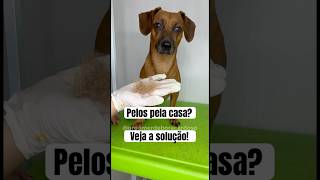 O que fazer com a queda de pelos em cães de pelo curto? Eu te ensino! #pets #cachorro #grooming