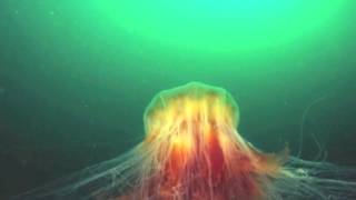 Interesting Jellyfish Facts