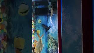 Fishtank with #oscarfish #tinfoilbarb #shark #shortsvideo