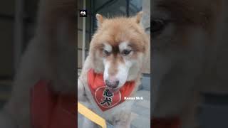 Dog lover #Comedy/Videos 😆🤣 #Funny/Short/Video #instagram/Reels #KumarSkG/Editing #ShortVideo