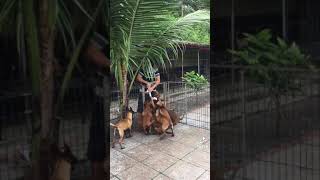 malinois puppies