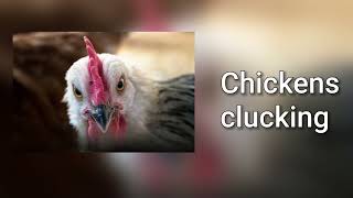 Sound of chickens clucking