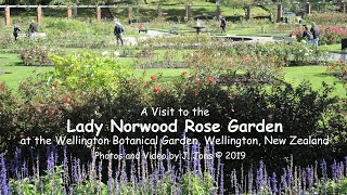 A Visit to the Lady Norwood Rose Garden, Wellington Botanical Gardens, NZ