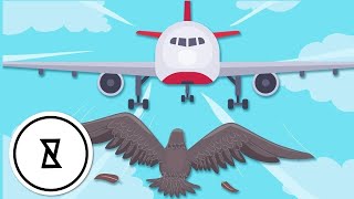 Serangan Burung | Bird Strike | Kamu Harus Tahu | INGIN TAHU?