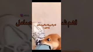 اهم شي التصوير 😂