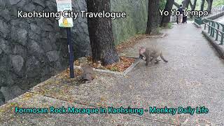 Formosan Rock Macaque In Kaohsiung -   Monkey Daily Life