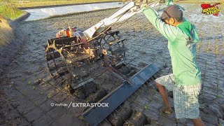 Tidak Ada Jalan Lain Traktor Sawah Terpaksa Lewat Sawah Yang Sudah Tandur