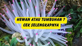 7 Hewan yang Sering Disangka Tumbuhan | Keajaiban Alam yang Mengejutkan!