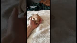 Still a puppy lol    /funny video/ animals/ {Giraffe King}