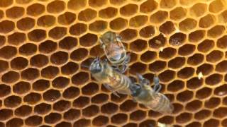 Bees Staking Out Their Turf on Extracted Comb