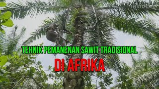 Beginilah Cara Panen Petani di Afrika Memanen Buah Sawit..!! Sangat Beresiko