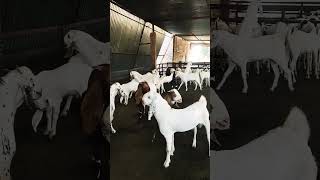 top quality sojat khashi male goat happy goat farm sindhi pura Pipar City Jodhpur Rajasthan #goat