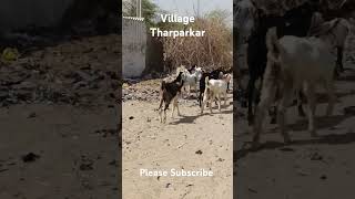 Village Tharparkar 🏠🏠🏚🏚🏘🏘