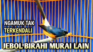 MURAI BATU GACOR AMPUH BUAT PANCINGAN MURAI BATU AGAR BUNYI CEPAT BIKIN MURAI BONGKAR MATERI