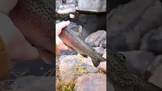 Catching Rainbows Under Mainstreet! #shorts #subscribe #river #fish #rainbowtrout