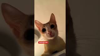 cat video ! cat voice ! cat sound ! cat meowing बिल्ली की प्यारी आबाज #cat #cats