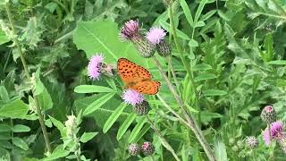 ヒョウモンチョウBrenthis daphne (Marbled Fritillary) 2024/06/30 Reotier France