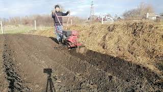 мотоблок, делаю ряды сохой, заднем ходом.