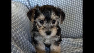 Yorkiechon Puppy for Sale