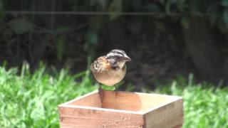 Alimentador (Comedero) para gorriones. Zonotrichia capensis