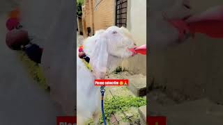 bakra eid mubarak status 2024 // eid ul adha status coming soon whatsapp status full screen status