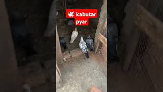 🕊️ kabutar pyar #kabutar #trending #shorts #ytshorts #video #kabootar #pigeon