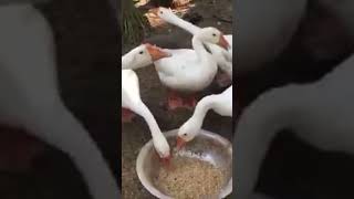 রাজহাঁসের #চিনা-হাঁসের 🤎🦢🦢🦢